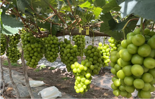 四川月城明珠農業  優質葡萄農產品生產供應商
