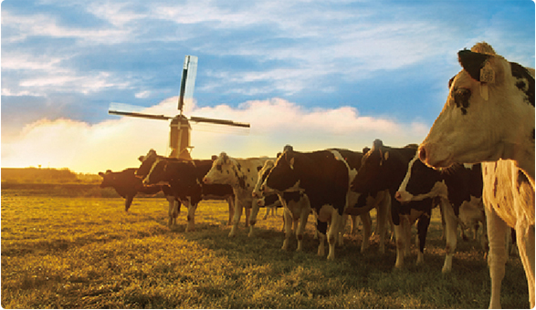 荷兰奶粉品牌排行榜_进口奶粉品牌十大排行榜盘点,能立多诸多优势成功上榜