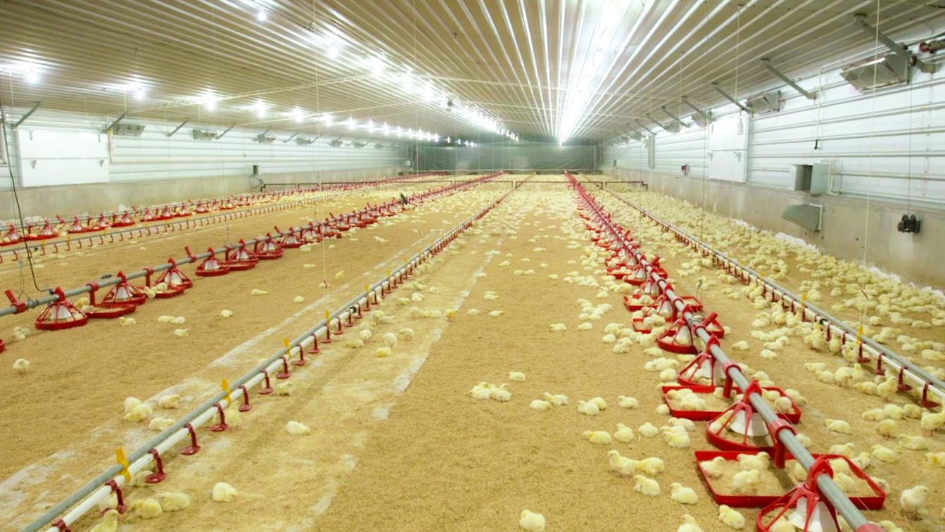 泰森鸡肉安全吗，泰森多维度提升产品品质与安全