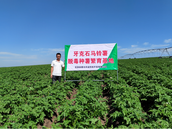 重庆巫溪：小小马铃薯做成乡村振兴“大产业”
