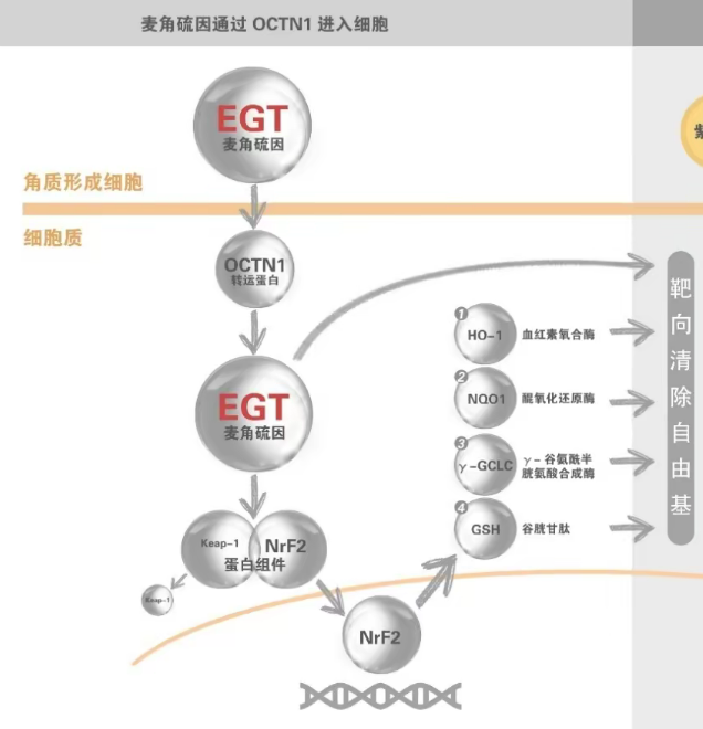 麦角硫因与OCTN-1转运蛋白.png