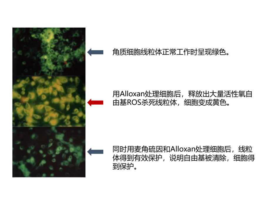 麦角硫因抗氧化功能.png