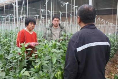 中国人寿财险金融供给侧改革赋能济南温室蔬菜大棚产业