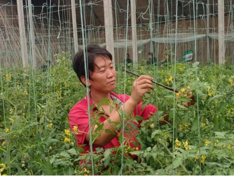 中国人寿财险金融供给侧改革赋能济南温室蔬菜大棚产业