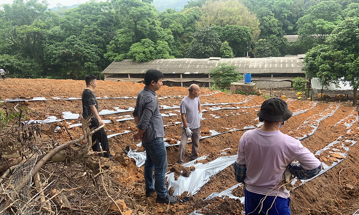 广州市瑞泰农业发展有限公司积极推广五指毛桃种植技术，为种植户提供免费教学服务
