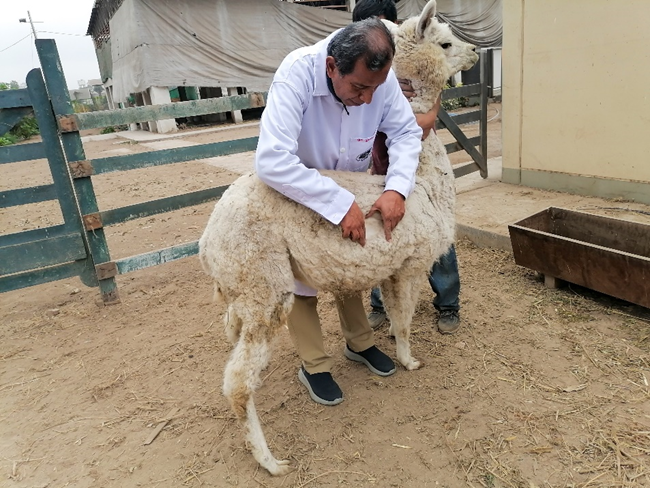 华大智造牵手秘鲁国立农业大学和羊驼绒制造商为神兽赋能
